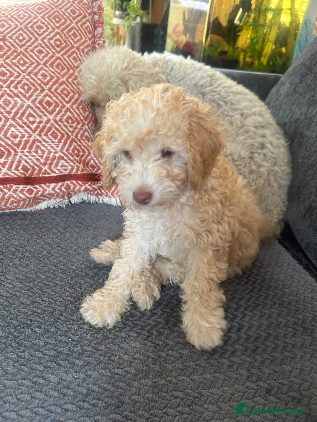 Poodle dogs for sale: Miniature golden puppy - Advert 2