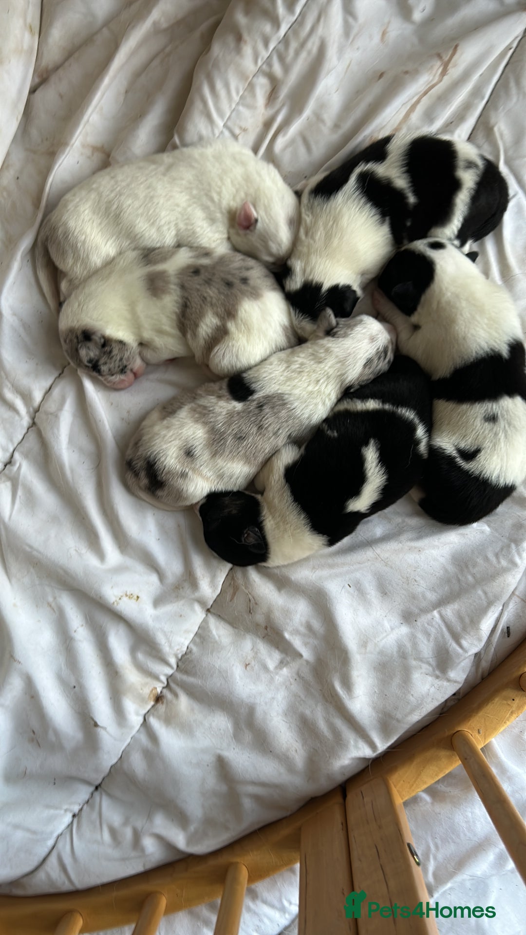 Border Collie dogs for sale: ✨ 6 beautifully marked border collie puppies ✨ - Advert 3