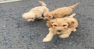 Cavapoo dogs - Advert 13