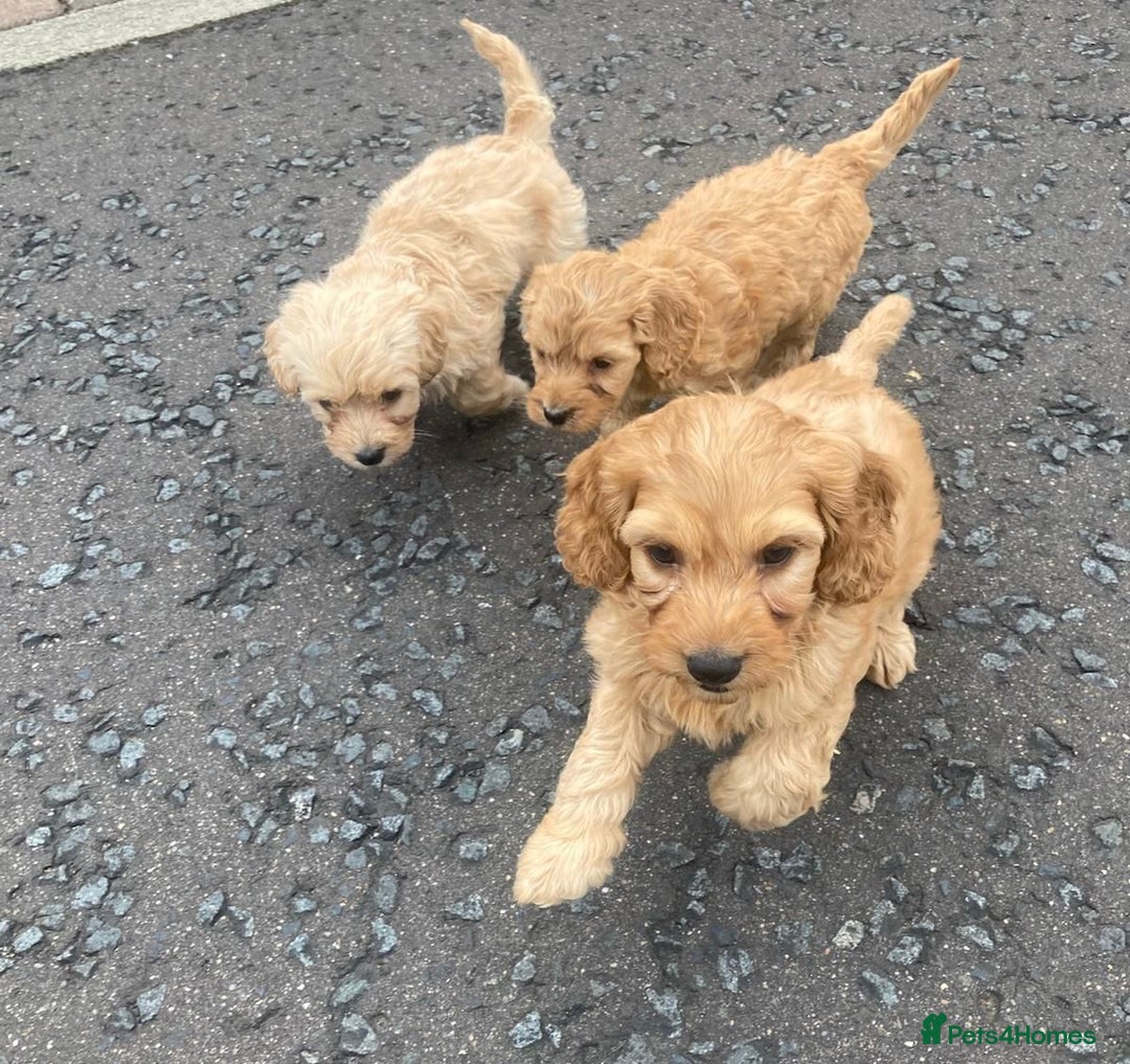 Cavapoo dogs for sale: Cavapoo puppies  - Image 2