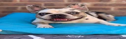 French Bulldog dogs for stud: limited time discount! 7 panel clear - Advert 2