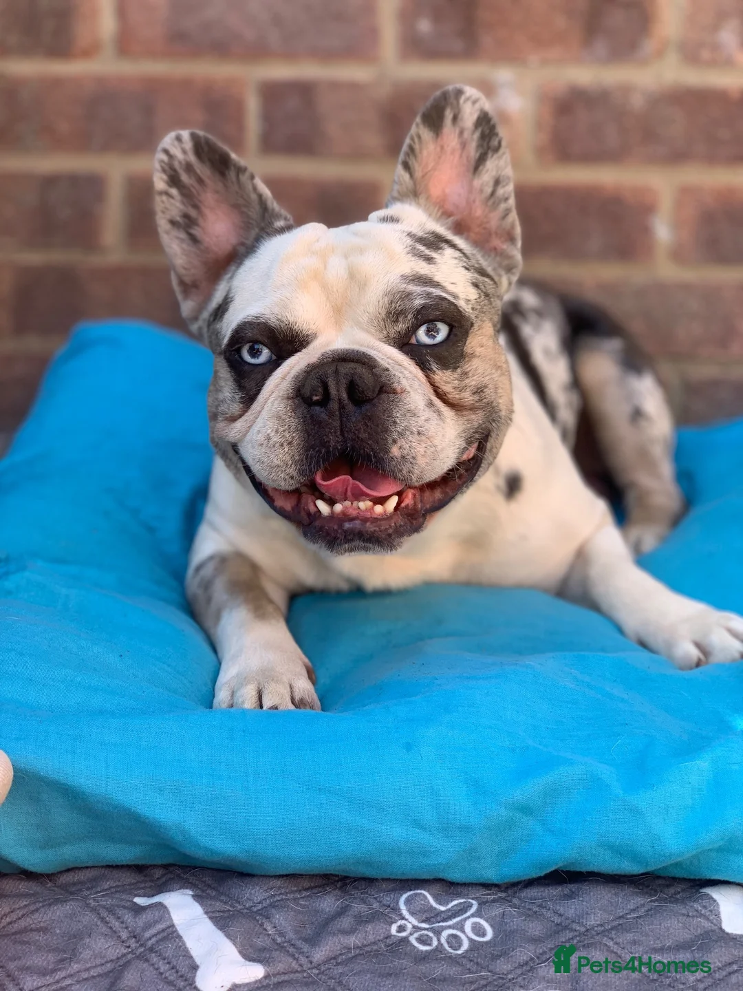 French Bulldog dogs for stud: limited time discount! 7 panel clear - Advert 2