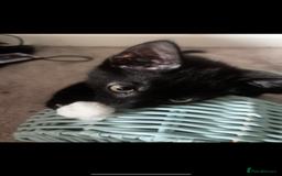 Mixed Breed cats for sale: 2 lovely girl kittens - Image 6