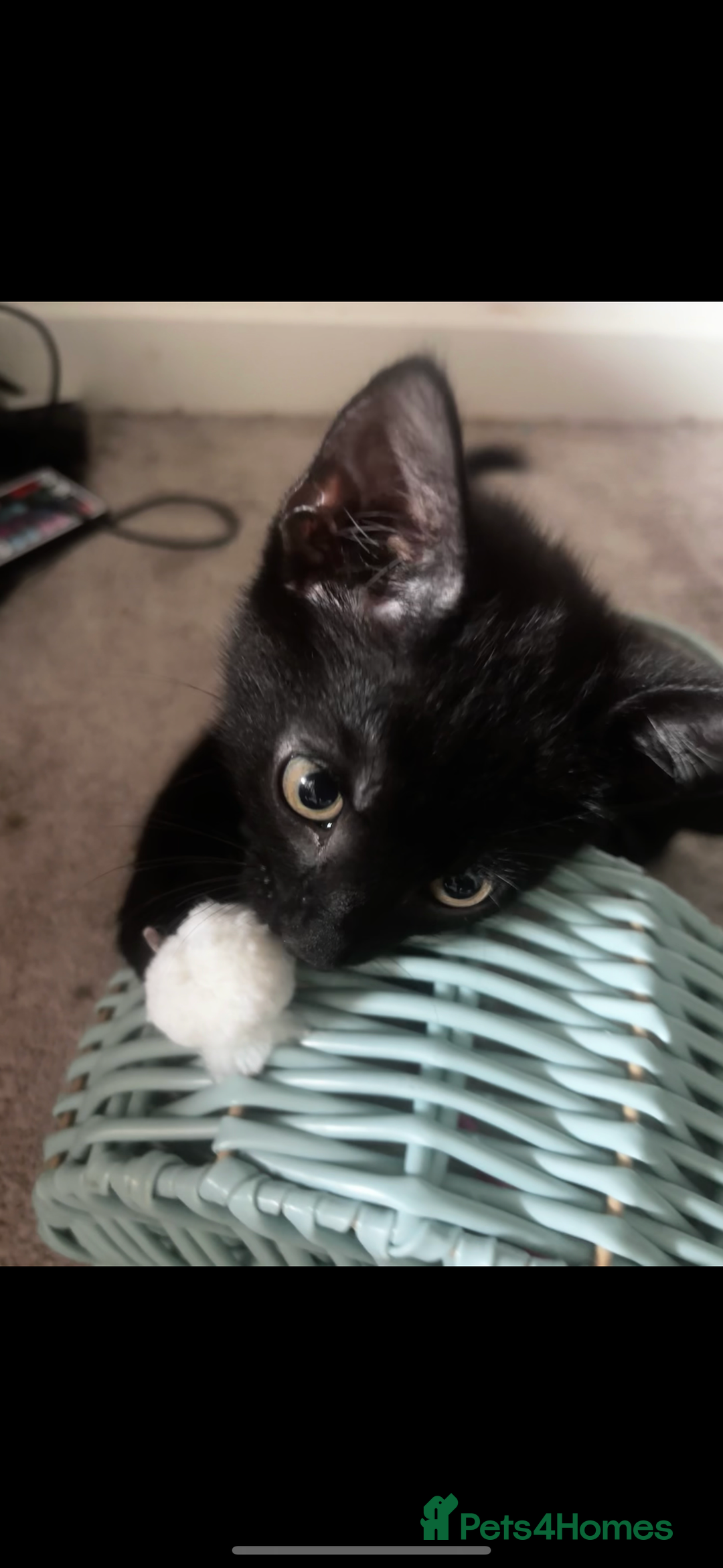 Mixed Breed cats for sale: 2 lovely girl kittens - Image 6