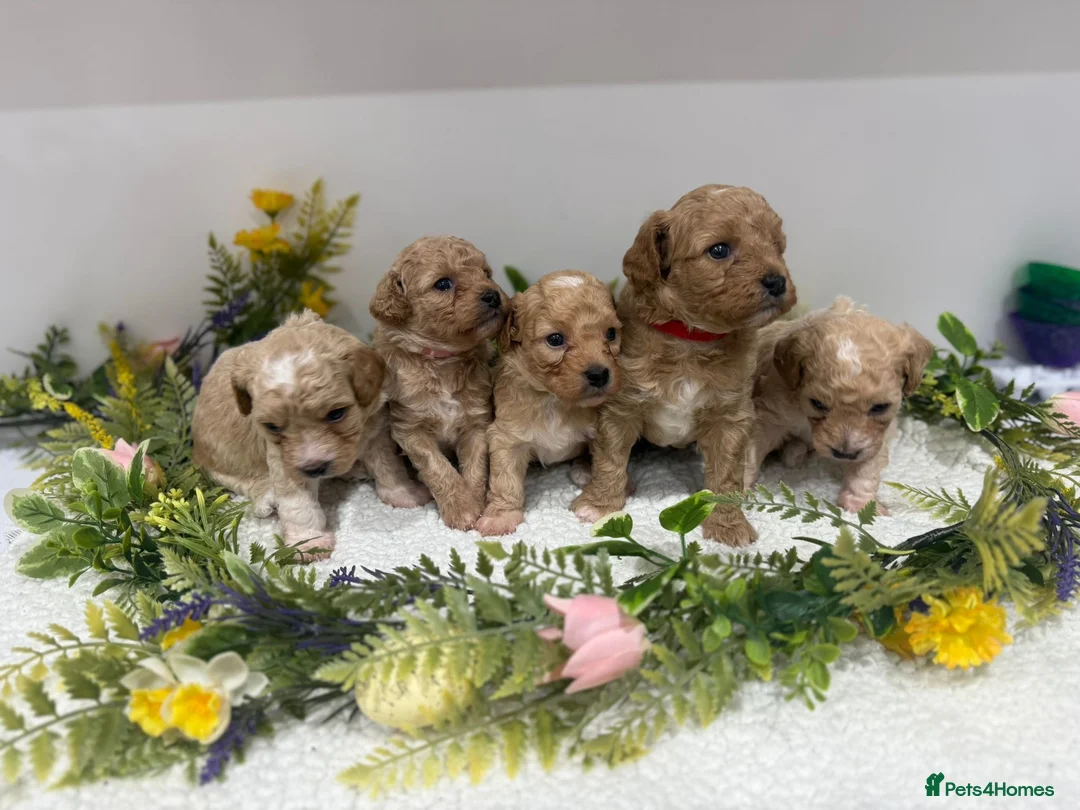 Poochon dogs for sale: 💙💙💗 adorable tiny poochon puppies 💗💙💙 - Advert 1