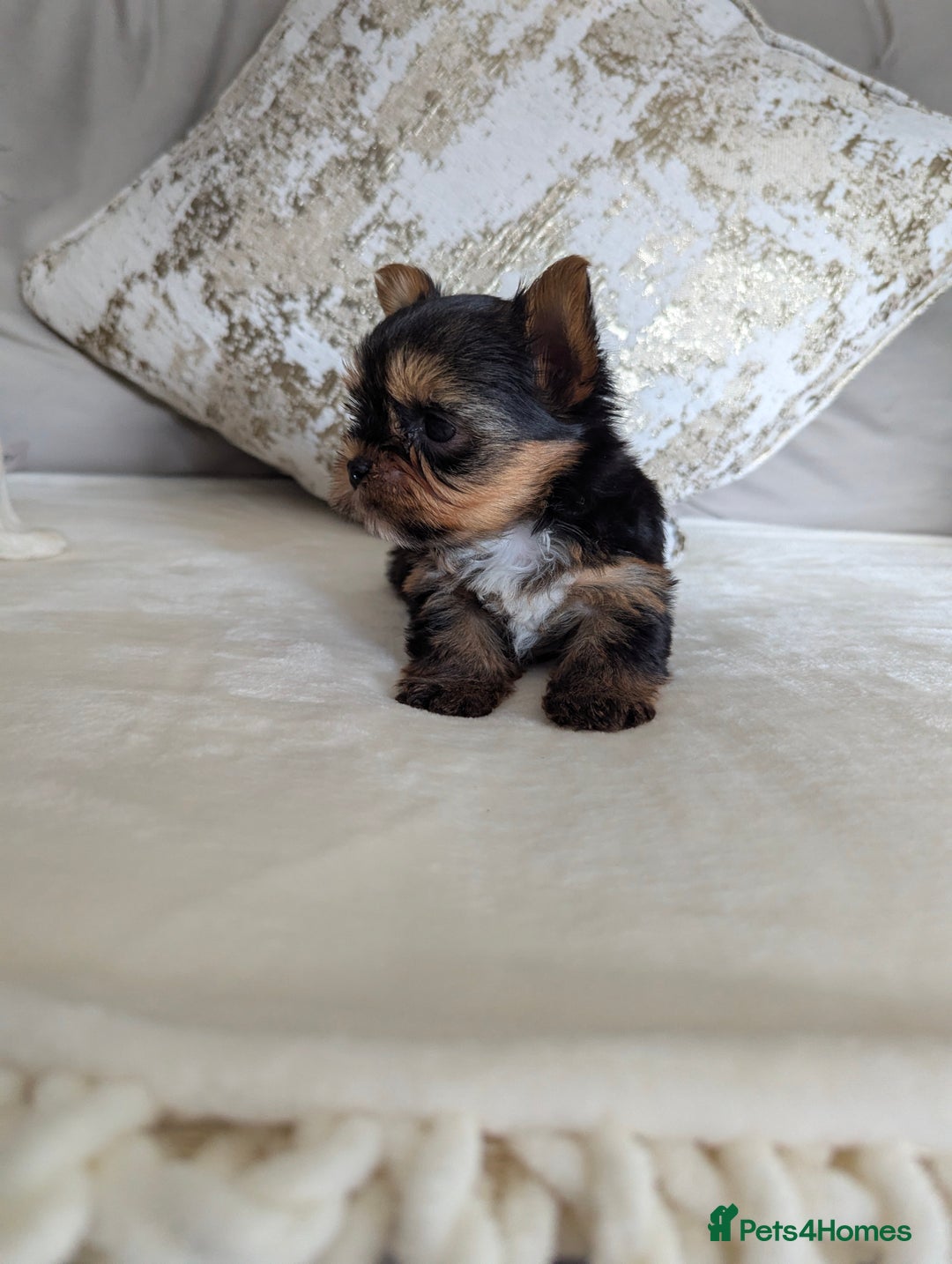 Yorkshire Terrier dogs for sale: Wonderful Yorkshire terrier puppies  - Image 6