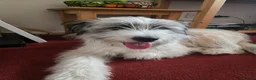 Mixed Breed dogs for sale: Reactive dog needing experienced owner - Advert 7
