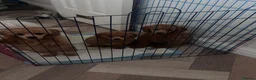 Toy Poodle dogs for sale: Beautiful toy poodle 💙 ready for forever homes 💙 - Advert 7