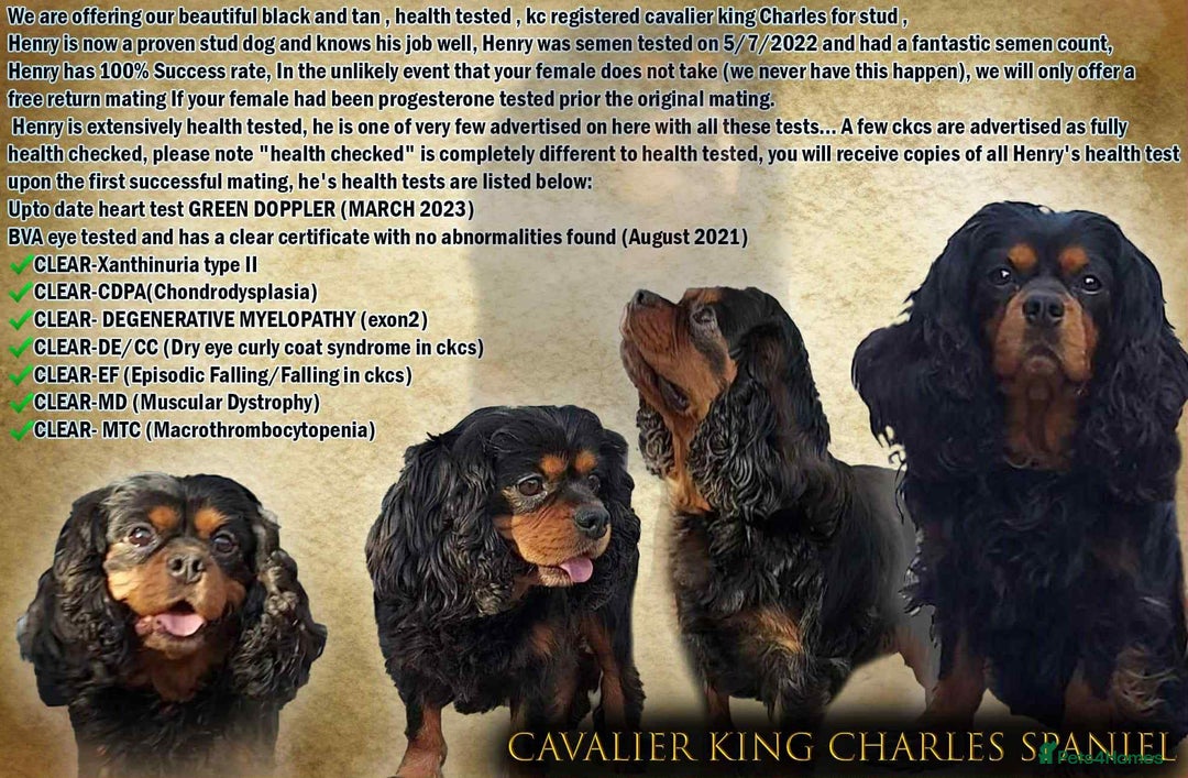 Cavalier King Charles Spaniel dogs for sale: Gorgeous KC Reg Cavalier Puppies  - Image 25