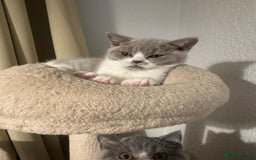 British Shorthair cats for sale: Adorable baby cats - Advert 5