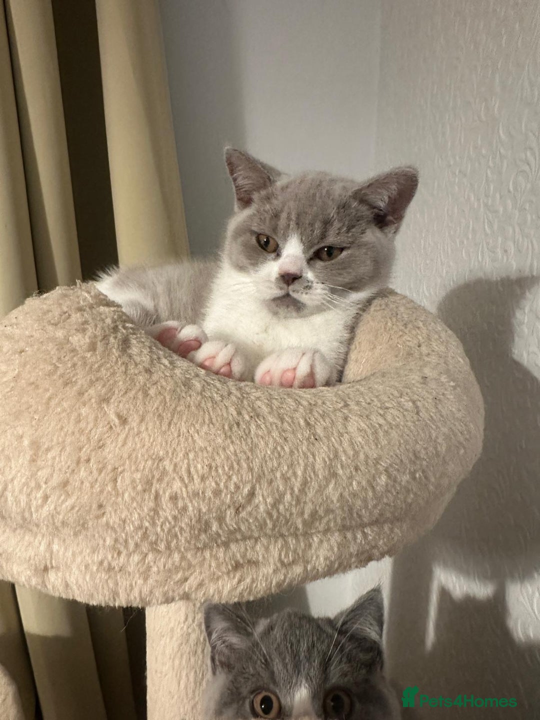 British Shorthair cats for sale: Adorable baby cats - Advert 5