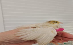 Quail poultry for sale: Quail (Button, King, Chinese Painted) - Image 4