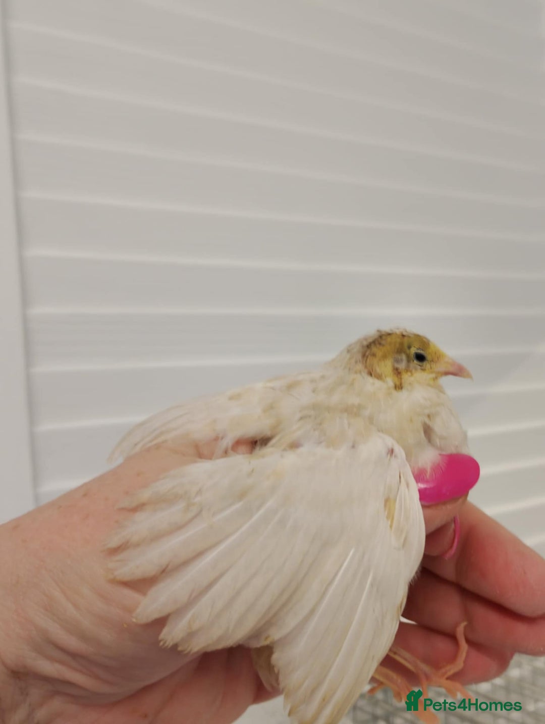 Quail poultry for sale: Quail (Button, King, Chinese Painted) - Image 4