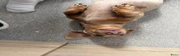 Miniature Dachshund dogs for sale: 2yo miniature dachshund  in Nuneaton - Advert 4