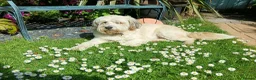 Mixed Breed dogs for adoption: Beautiful Ellie in Kingsbridge - Advert 4