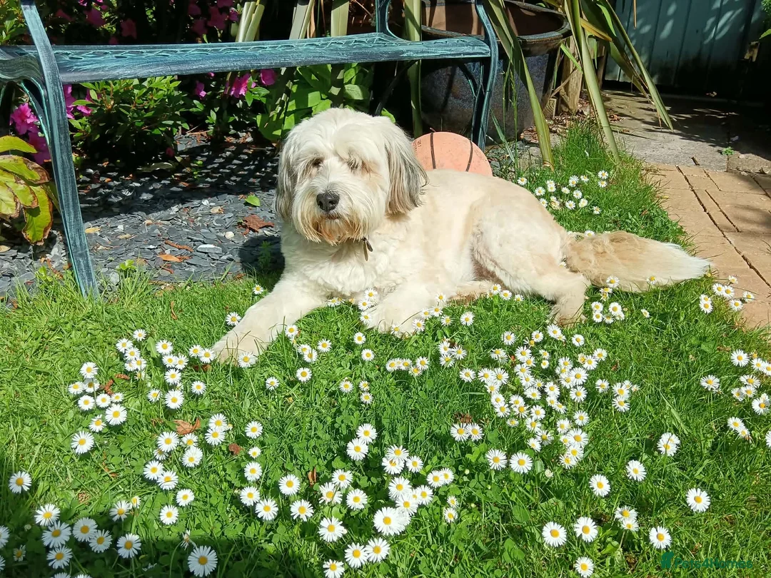 Mixed Breed dogs for adoption: Beautiful Ellie in Kingsbridge - Advert 4