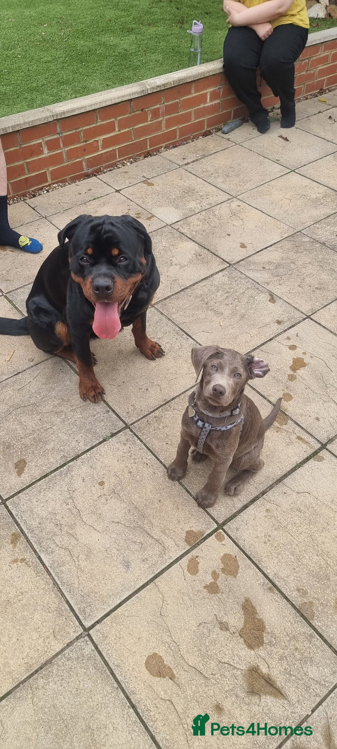 Rottweiler dogs for sale: Rottweiler needs a loving forever home  - Advert 28