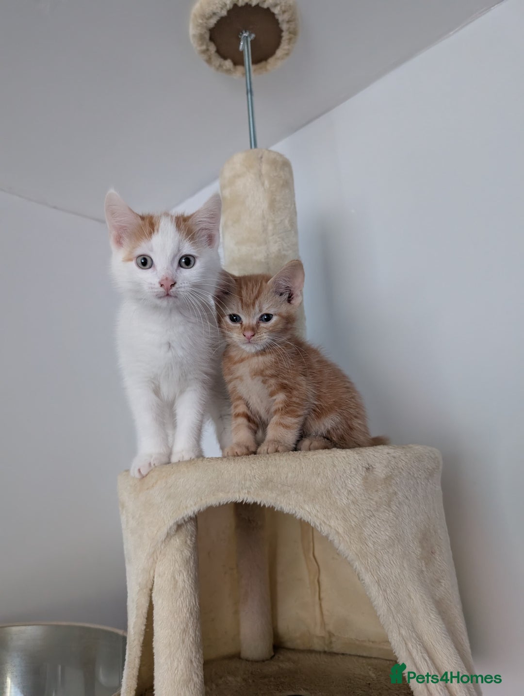 Mixed Breed cats for sale: Ginger kittens - Advert 1
