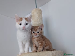 Mixed Breed cats Ginger kittens - Advert 1