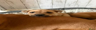Mixed Breed Puppy 2