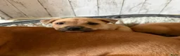 Mixed Breed dogs for sale: Happiest little bundles - Advert 5
