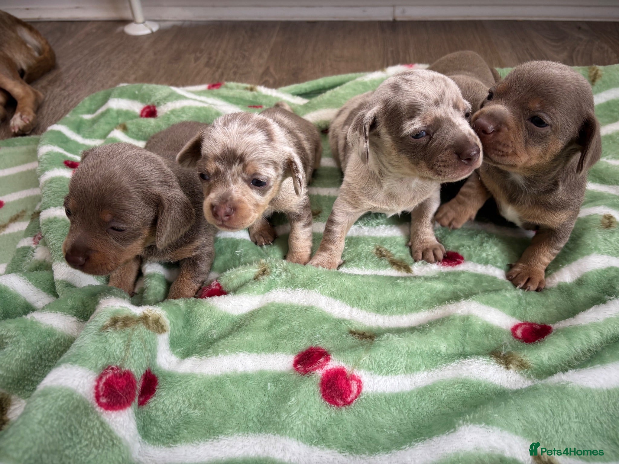 Chiweenie dogs BEAUTIFUL PUPPIES LOOKING FOR THERE FOREVER HOMES - Advert 2