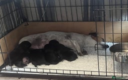 Patterjack dogs for sale: Gorgeous/ Patterjack x Patterdale pups ♥️ - Image 16