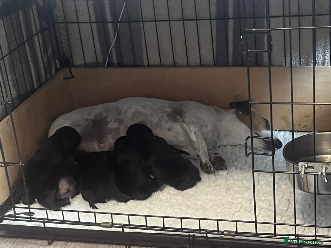 Patterjack dogs for sale: Gorgeous/ Patterjack x Patterdale pups ♥️ - Image 16