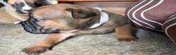 Mixed Breed dogs for sale: 7 Beautiful French Bull Dog Puppies  - Advert 3