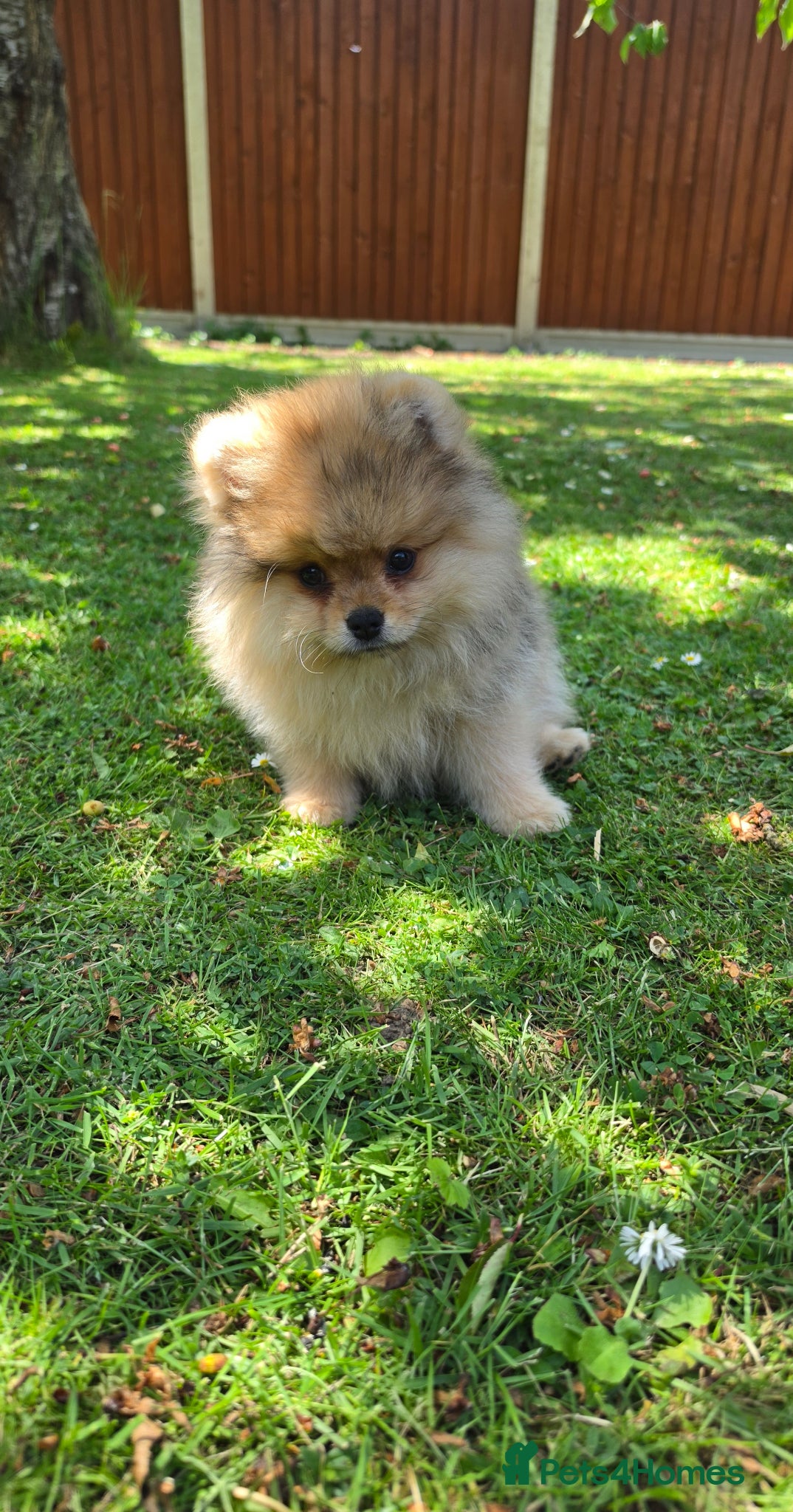 Pomeranian dogs for sale: Pomeranian puppies home raised  - Advert 13