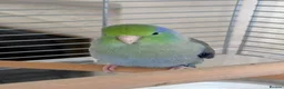 Parakeets birds for sale: Tame Male Celestial Parrotlet - Advert 2