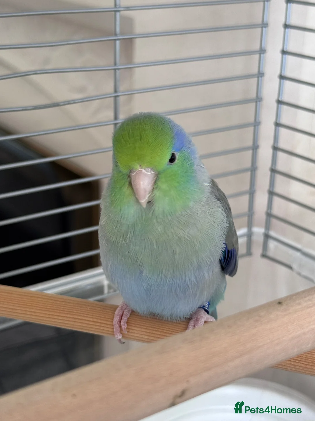 Parakeets birds for sale: Tame Male Celestial Parrotlet - Advert 2