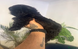 Shih Tzu dogs for sale: Shih Tzu (one boy left) - Image 3