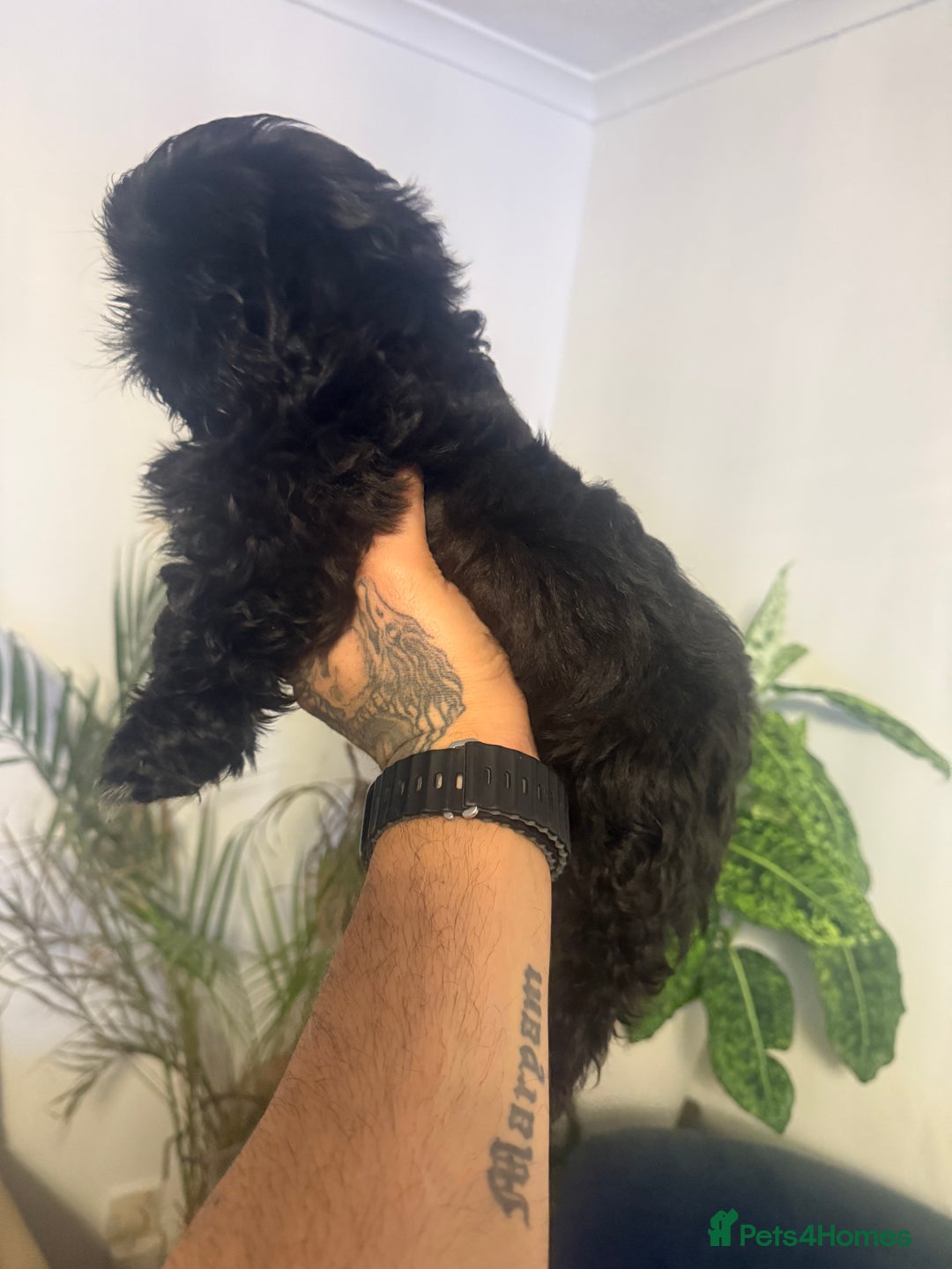 Shih Tzu dogs for sale: Shih Tzu (one boy left) - Image 3