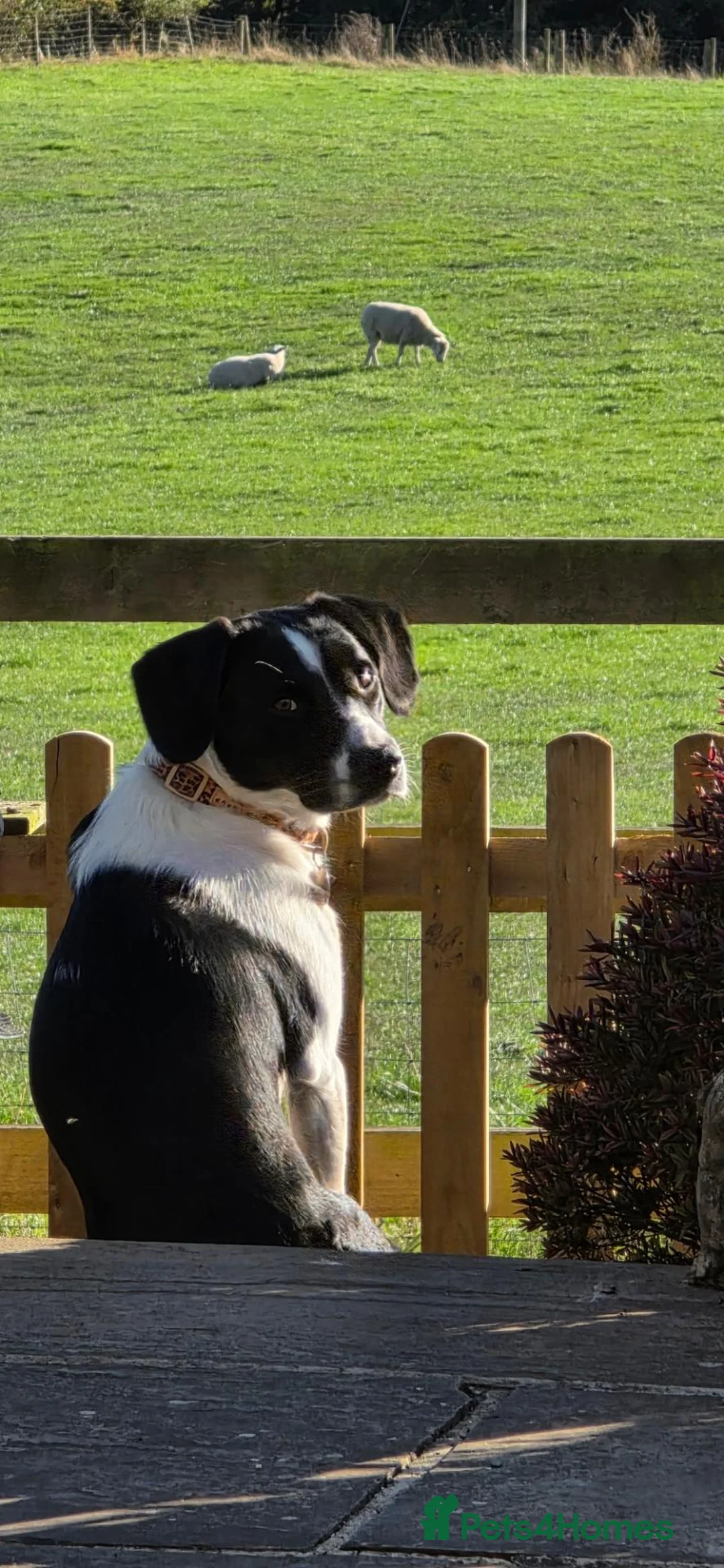 Sprollie dogs for sale: My beautiful sprollie in Pickering - Advert 2