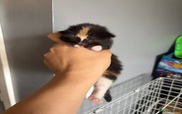 Mixed Breed cats for sale: 3 beautiful Kittens for sale  - Image 4