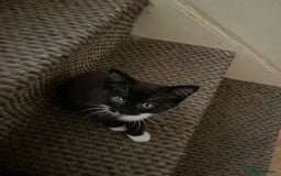 Mixed Breed cats for sale: Kittens - Image 11