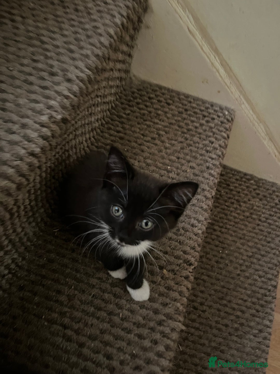 Mixed Breed cats for sale: Kittens - Image 11