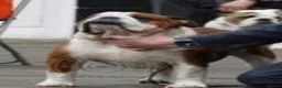English Bulldog dogs for sale: English Bulldog Puppies  - Advert 9