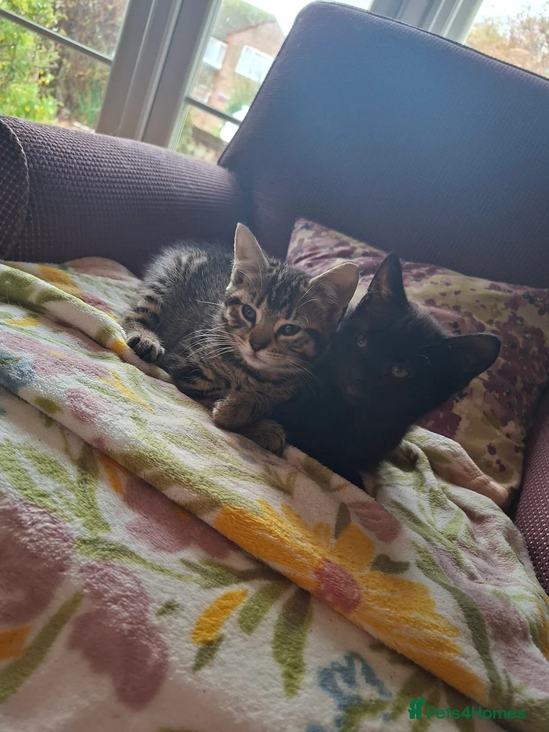 Mixed Breed cats for sale: 4, beautiful and friendly kittens for sale  - Advert 6