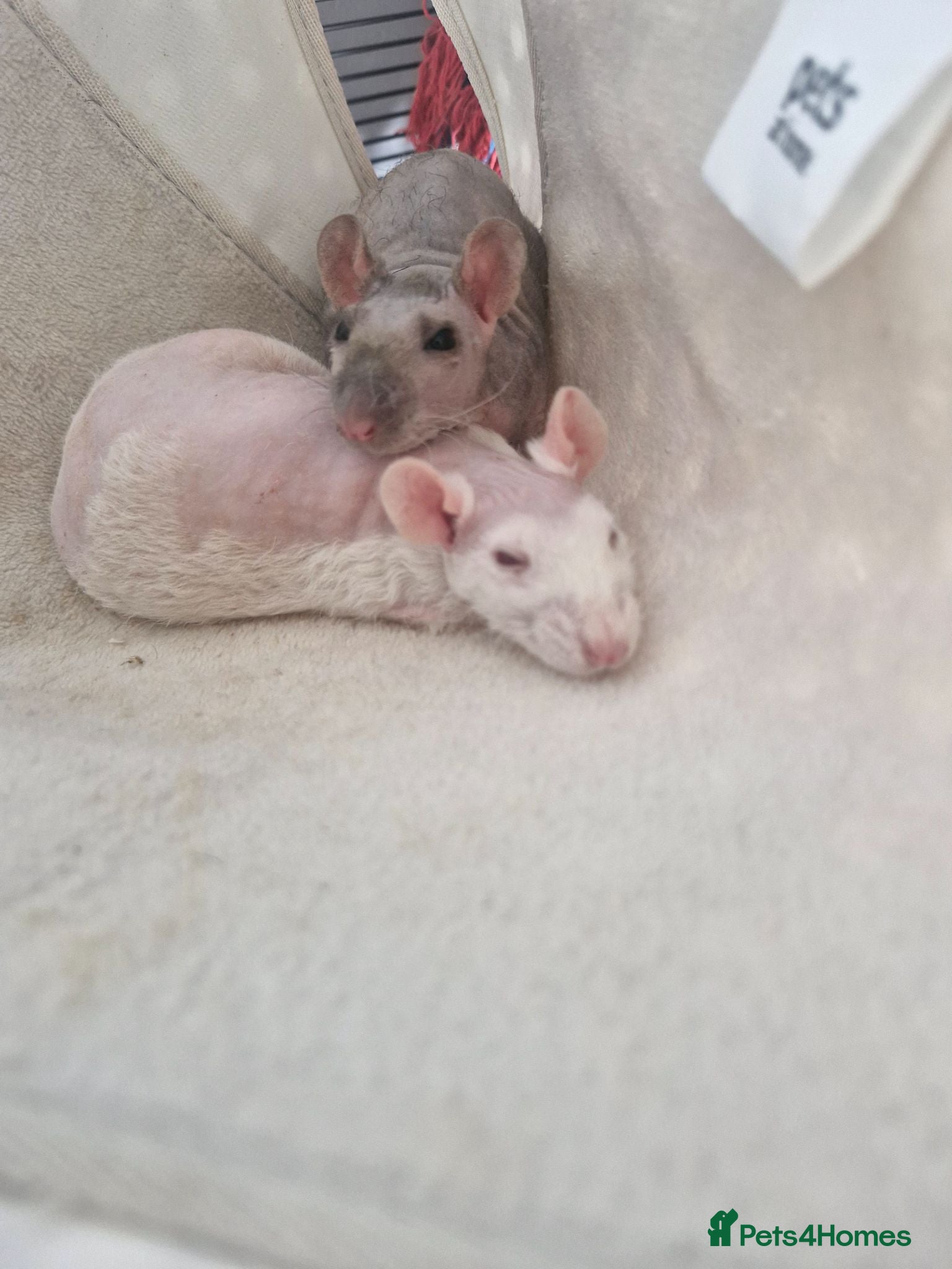 Rat rodents 2 Male double rex rats  - Advert 12