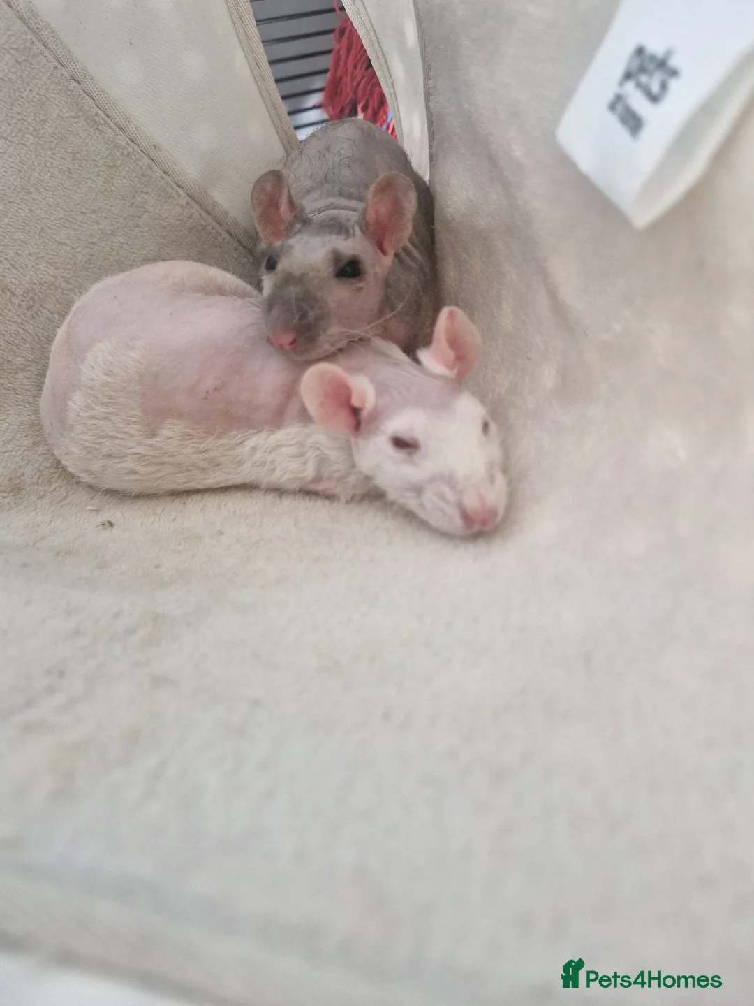 Rat rodents for sale: 2 Male double rex rats  - Advert 1