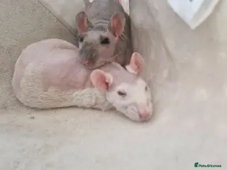 Rat rodents 2 Male double rex rats - Advert 2