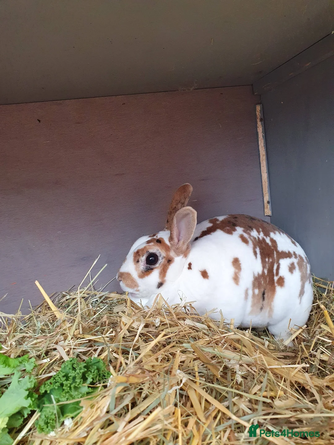 Rex rabbits for sale: 5 Yr old Spayed rabbit for adoption vac RHD2 - Advert 1