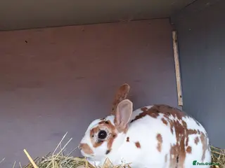 Rex rabbits 5 Yr old Spayed rabbit for adoption vac RHD2 - Advert 1