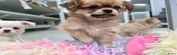 Chihuahua dogs for sale: KC LONG COAT CHIHUAHUAS - Advert 2