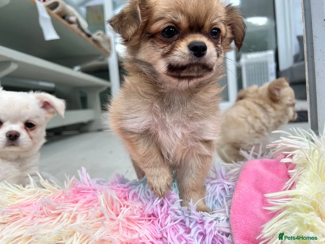 Chihuahua dogs for sale: KC LONG COAT CHIHUAHUAS - Advert 2