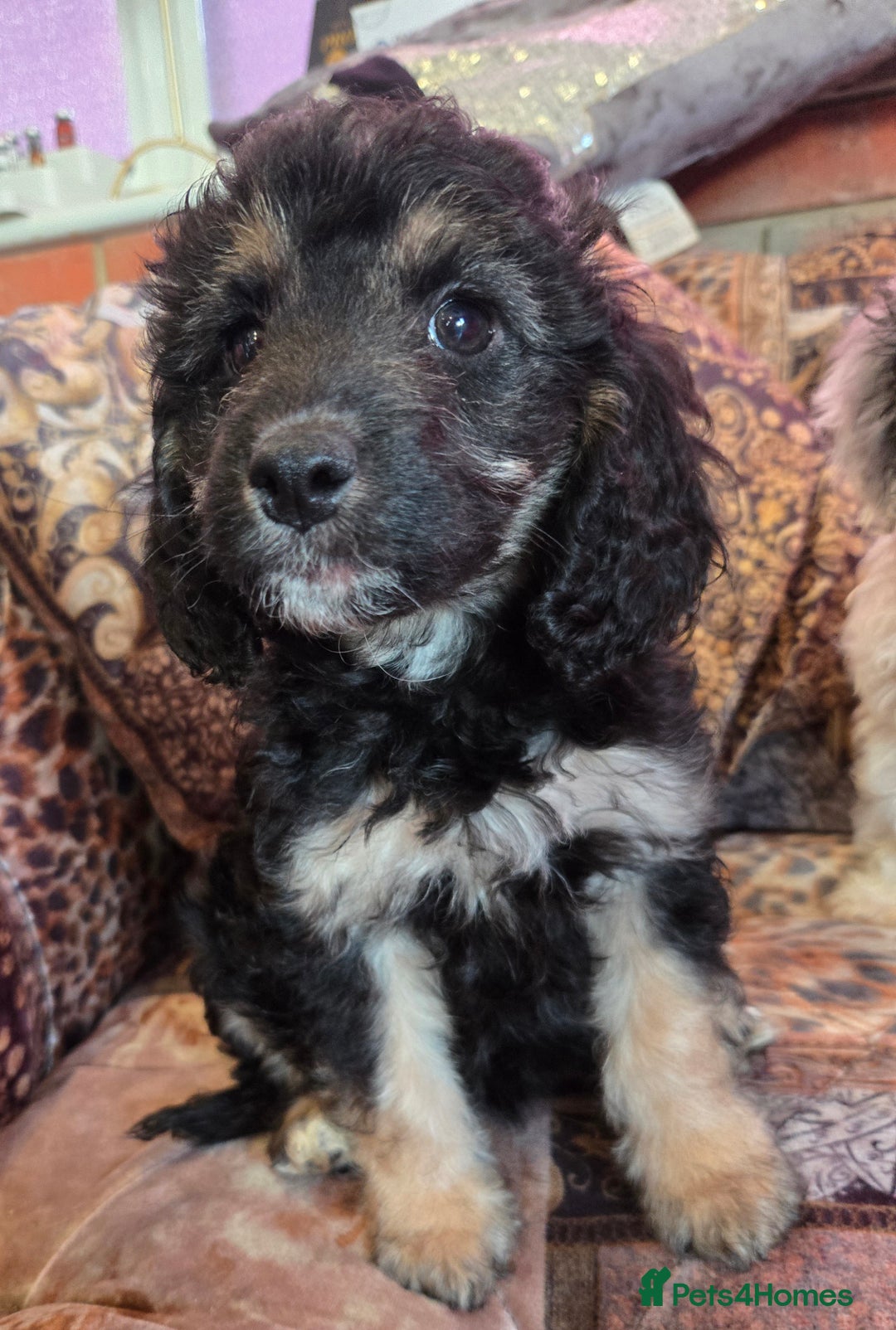 Cockapoo dogs for sale: Stunning mini cockapoo dna checked puppies - Advert 17