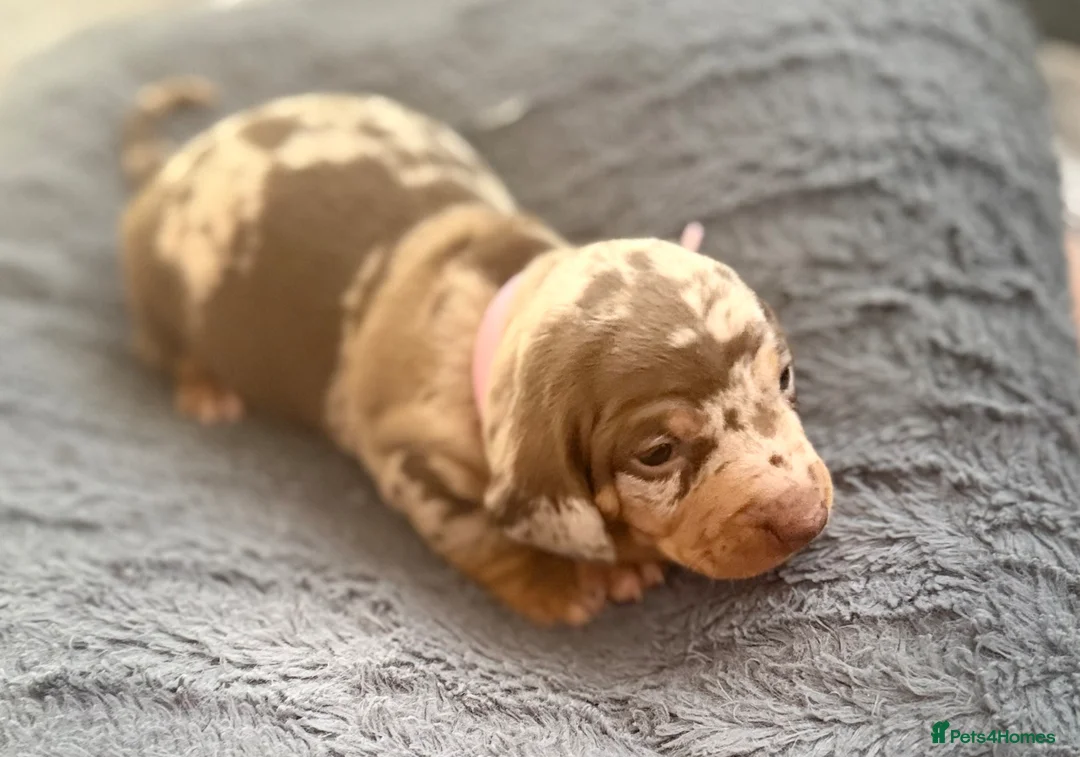 Dachshund dogs for sale: Chocolate dachshund puppies  - Advert 17