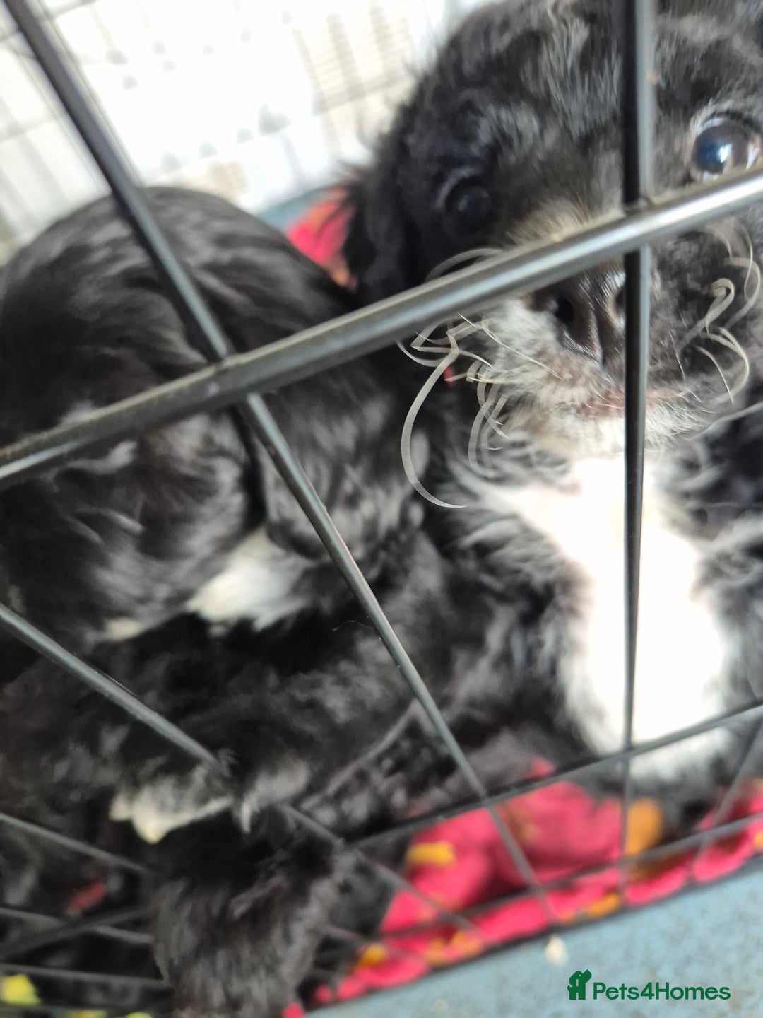 Mixed Breed dogs for sale: Black cockapoo - Image 5